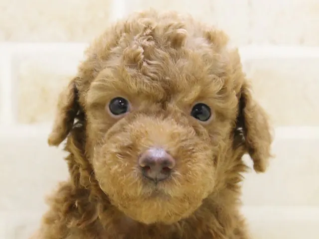 埼玉県のトイプードル(トイ) (ペッツワン蓮田店/2025年4月8日生まれ/男の子/レッド)の子犬